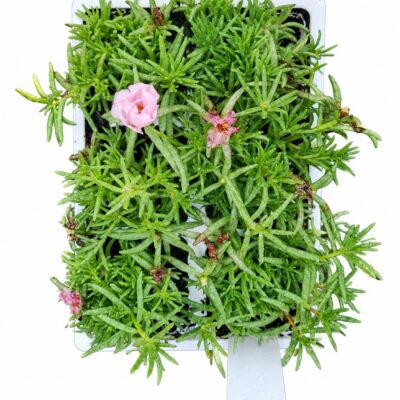 PORTULACA VARIOUS 6 PACK