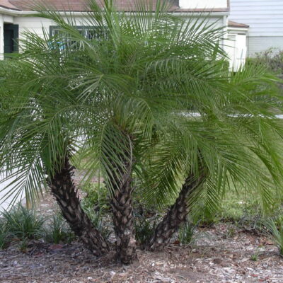 PHOENIX ROEBELLINII 10LT