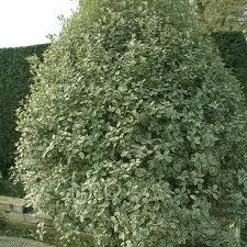 PITTOSPORUM GARNETTI 20LT