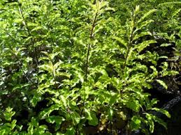PITTOSPORUM EUGENOIDES LEMONWOOD 20LT