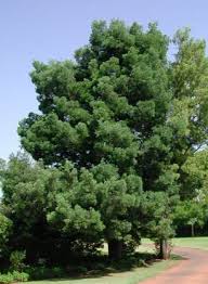 PODOCARPUS FALCATUS 20LT