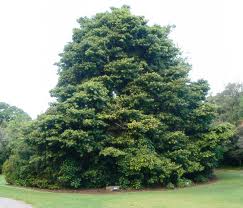 PODOCARPUS LATIFOLIOUS 20LT