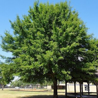 QUERCUS NIGRA 20LT