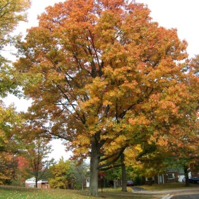 QUERCUS PALUSTRIS 100LT