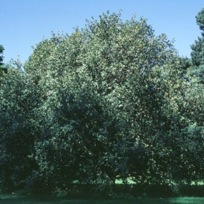 QUERCUS RETICULATA (RUGOSA) 20LT