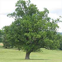QUERCUS ROBUR 20LT