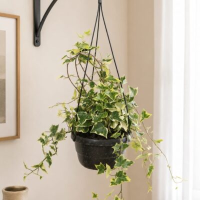 SENECIO MACROGLOSSUS VARIEGATUS IVY 16CM HB
