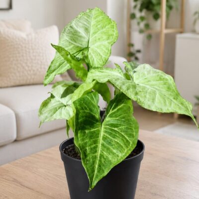 SYNGONIUM ROBUSTA 12CM POT