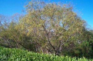 SALIX MUCRONATA 100LT