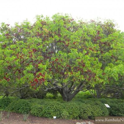 SCHOTIA BRACHYPETALA 100LT