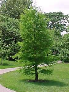 TAXODIUM DISTICHUM 100LT
