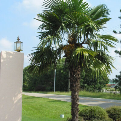 TRACHYCARPUS FORTUNEI 20LT