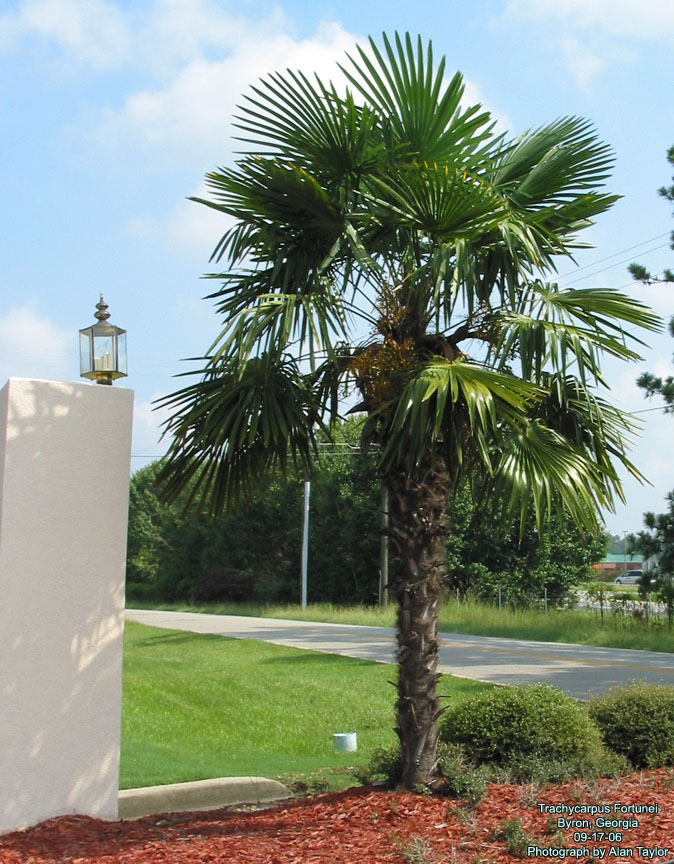 TRACHYCARPUS FORTUNEI 100LT