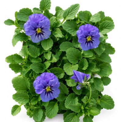 VIOLA BLUE 6 PACK SEEDLING