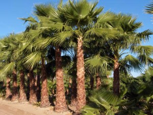 WASHINGTONIA ROBUSTA 100LT