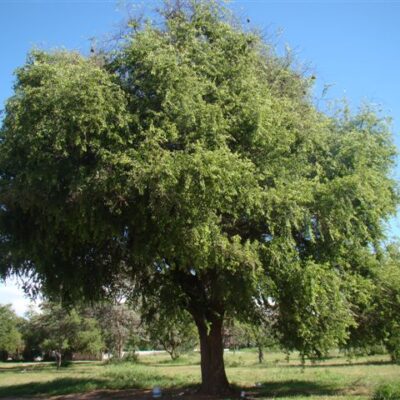 ZIZIPHUS MUCRONATA 20LT