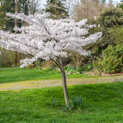 PRUNUS MT. FUJI 20LT