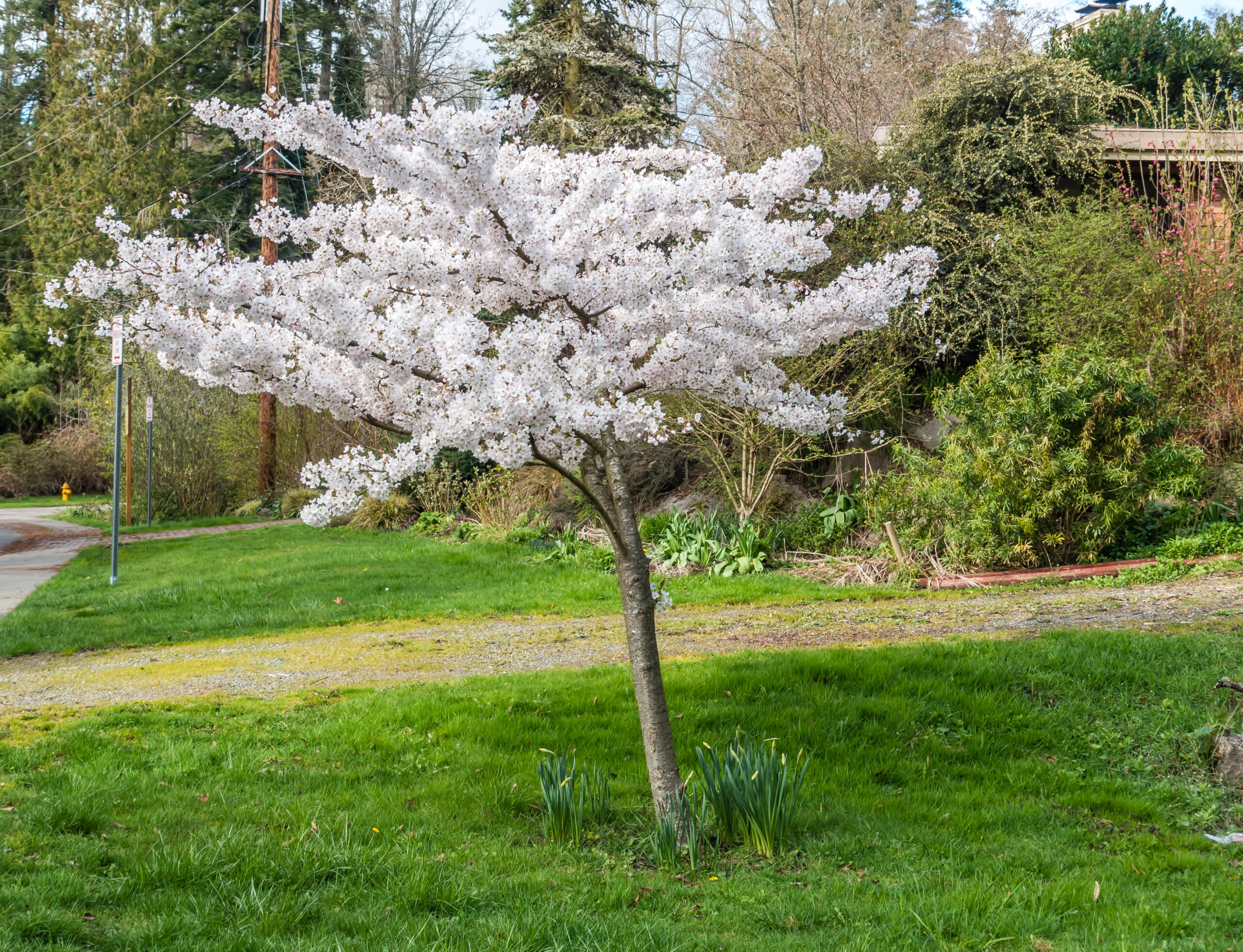PRUNUS MT. FUJI 20LT