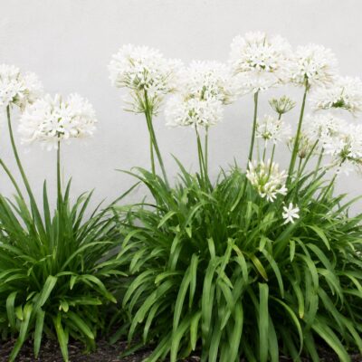 AGAPANTHUS LARGE WHITE 2.5LT