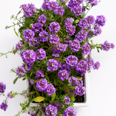 ALYSSUM PURPLE 6 PACK