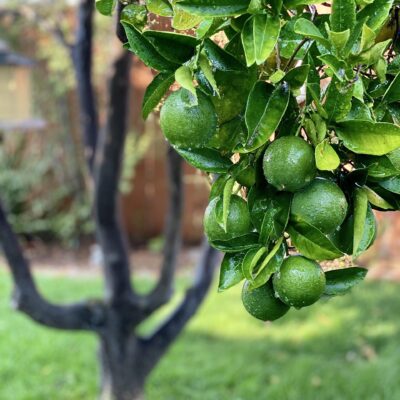 CITRUS LIME BEARS - 100LT