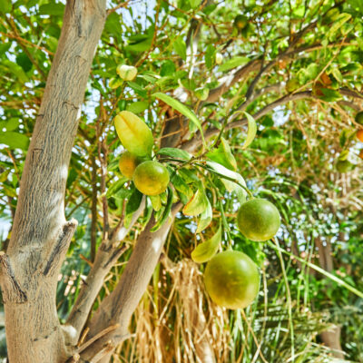CITRUS VARIOUS - 10LT