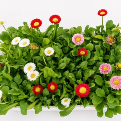 BELLIS MIX 6 PACK