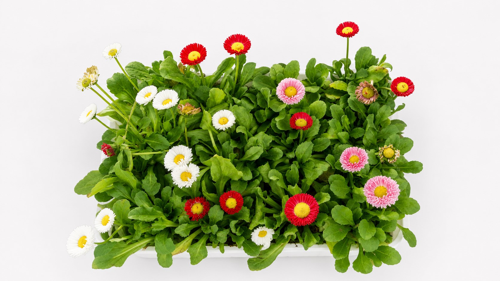 BELLIS MIX 6 PACK
