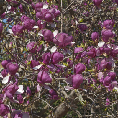 MAGNOLIA NIGRA 100LT