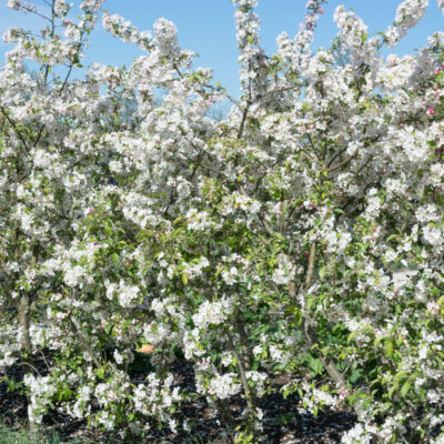 MALUS TOPSY WHITE 20LT