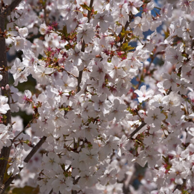 PRUNUS TAIHAKU 20LT