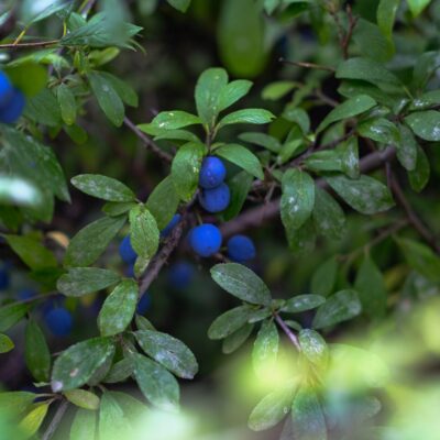 FRUIT TREE BLUE BERRIES - 10LT