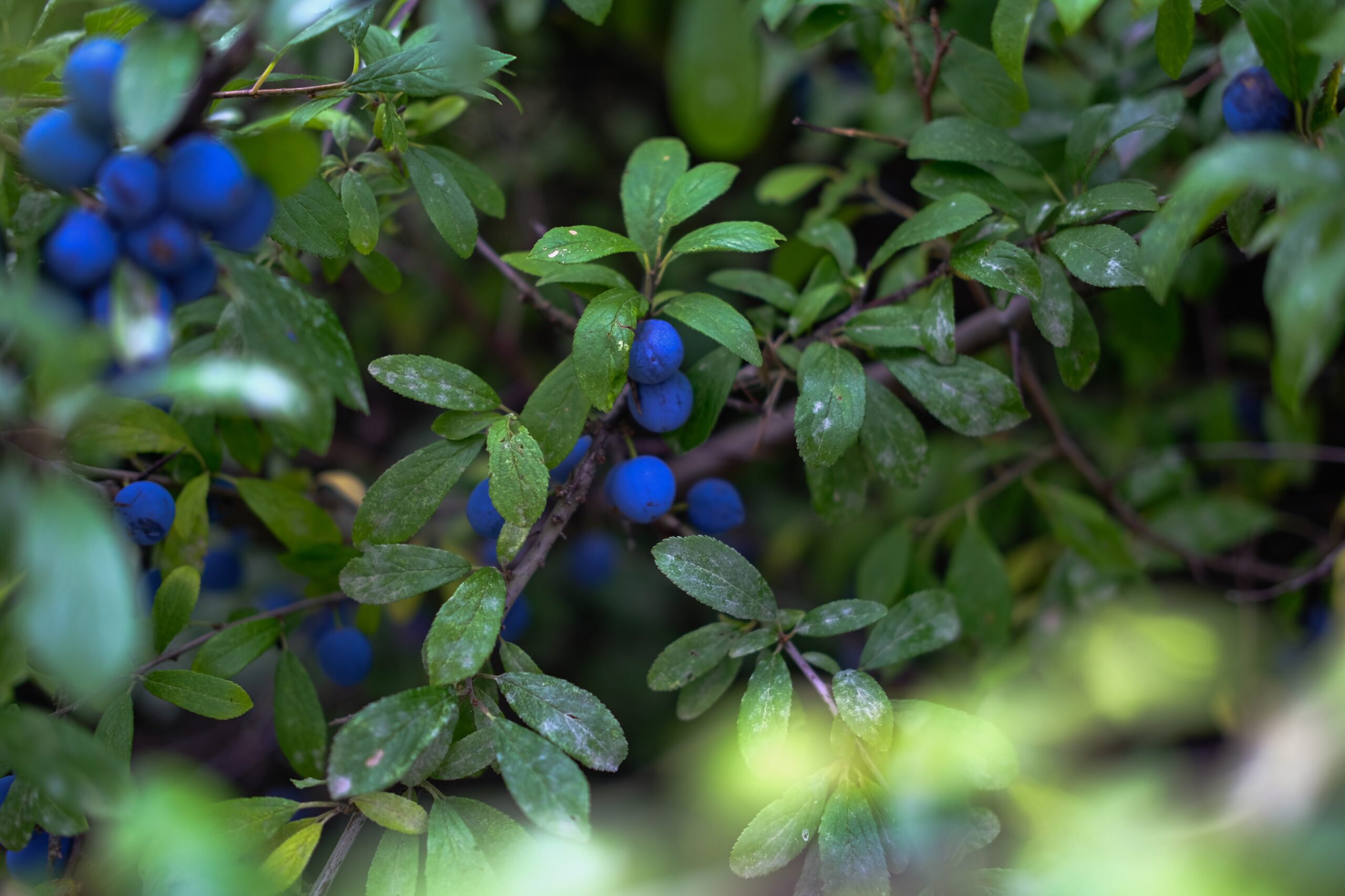 FRUIT TREE BLUE BERRIES - 10LT