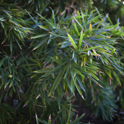 SEARSIA LANCEA 100LT