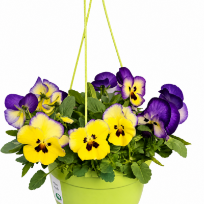PANSY BLUEBERRY 20CM HANGING BASKET
