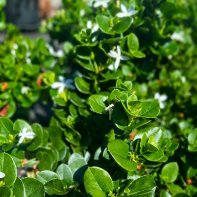 CARISSA BISPINOSA 2.5LT