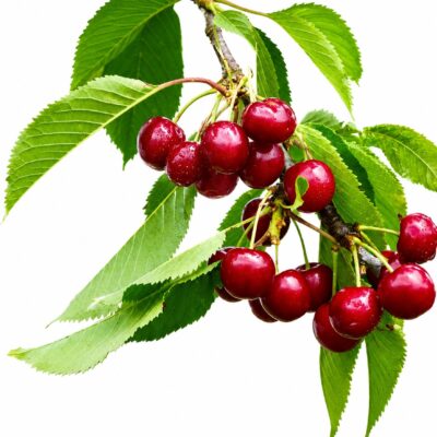 CHERRY FRUIT TREE 20LT