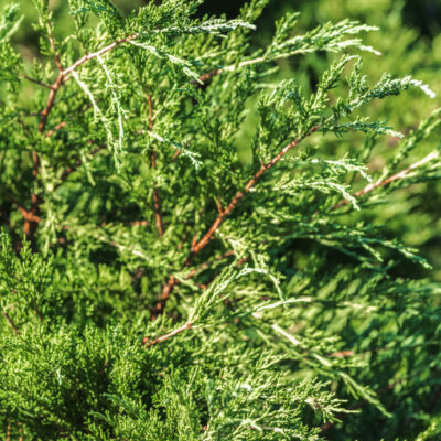JUNIPERUS CHINENSIS VARIEGATA 10LT