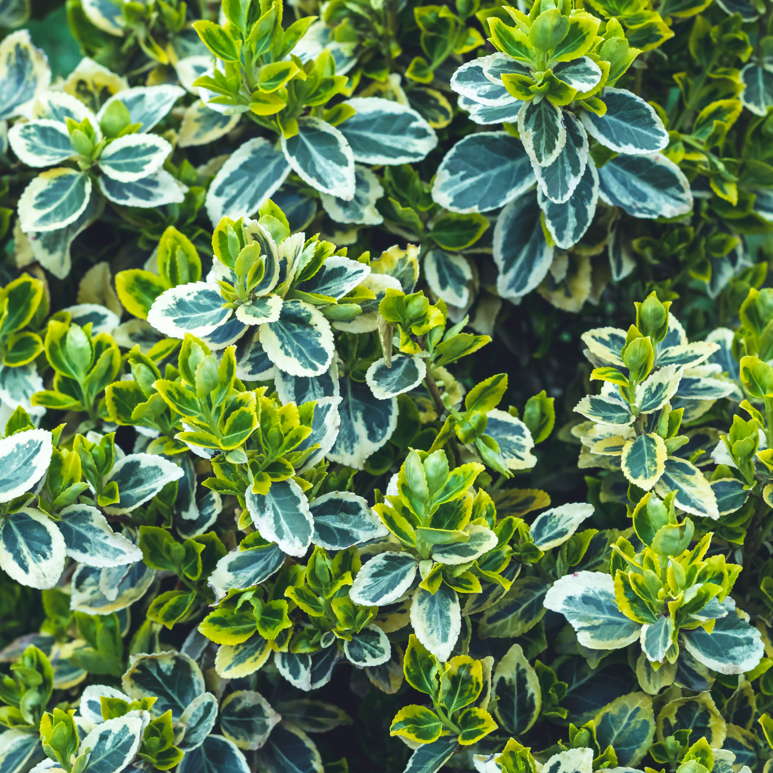 PITTOSPORUM TENUIFOLIUM VARIEGATA 20LT