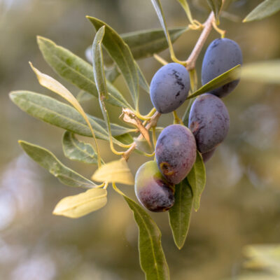 OLIVE MISSION 20LT