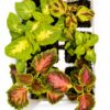 COLEUS VARIOUS 6 PACK