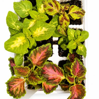 COLEUS VARIOUS 6 PACK