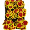 COLEUS VARIOUS 6 PACK - Image 2