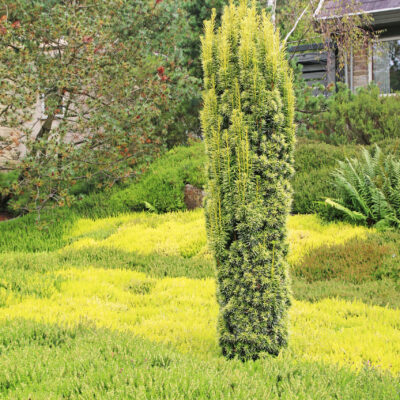 CUPRESSUS DONARD GOLD STANDARD - 10LT