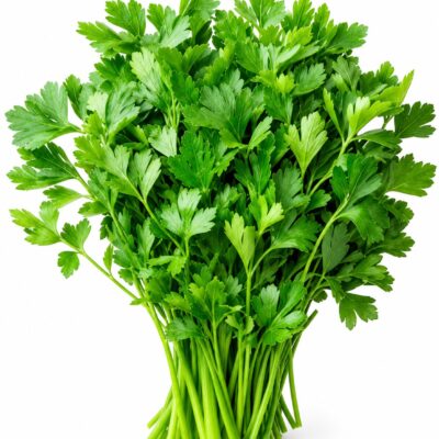 CORIANDER 6 PACK