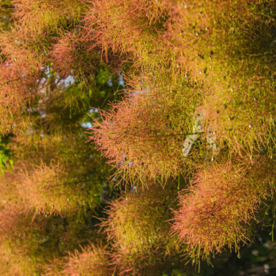 COMBRETUM ERYTHROPHYLLUM - 100LT