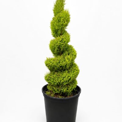 CUPRESSUS MACRO. WILMA SPIRAL - 10LT