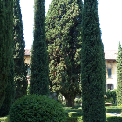 CUPRESSUS SEMPERVIRENS STRICTA - 100LT