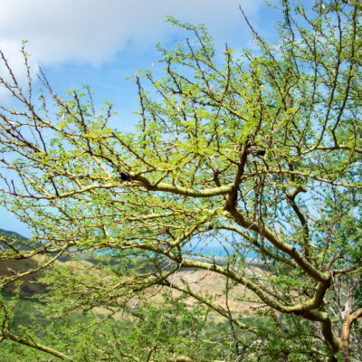 ACACIA TORTILLIS 20LT