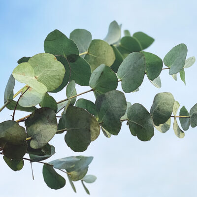 EUCALYPTUS CINERIA - 20LT